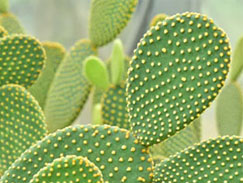 Cactus iluminada