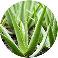 Aloe Vera crece ligero