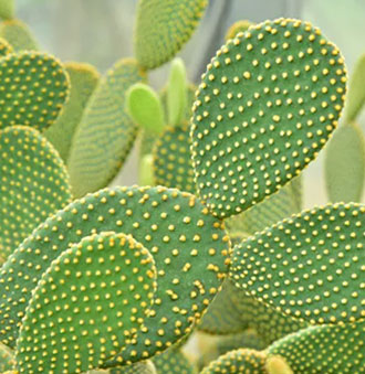 Cactus iluminada