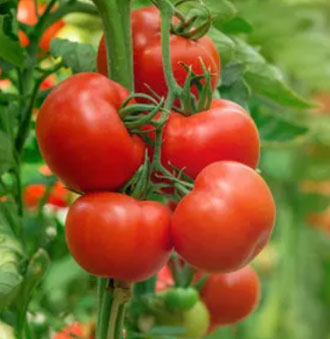 Lámpara LED para el crecimiento de tomates