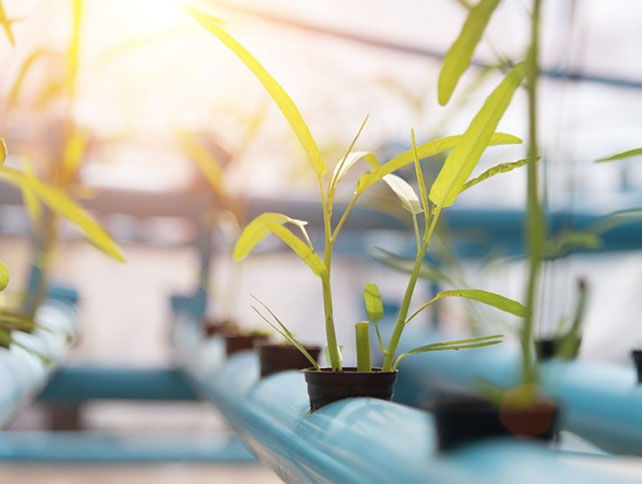 Los rayos ultravioletas ayudan a las plantas a crecer